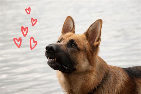  To avoid expensive veterinary bills, keep your German Shepherd puppy fit and healthy